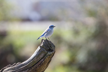 Male Mountain Bluebird