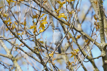 Male Mountain Bluebird