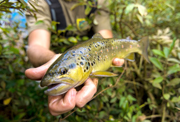 Obraz premium Fly fisherman holding a Brown Trout fish