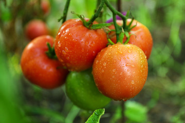 Tomatoes growing in garden