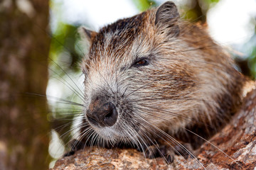 Coypu (Myocastor coypus), also known as the river rat or nutria.