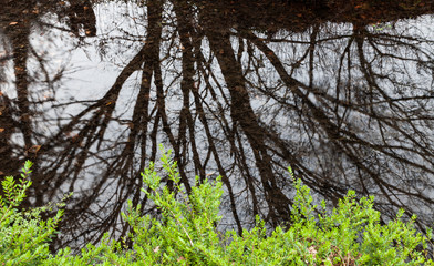 tree shadow reflection in water
