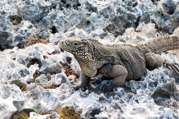 Cuban rock iguana (Cyclura nubile).