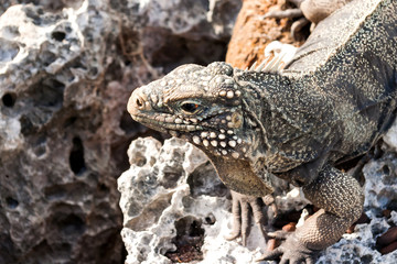 Cuban rock iguana (Cyclura nubile).
