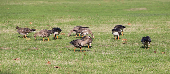  Greater White-fronted Goose