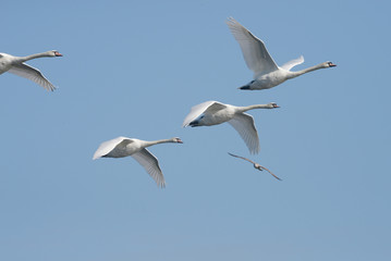 Mute Swan in the flight.