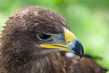 Golden eagle close up