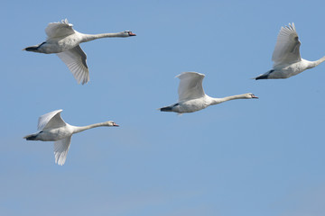 Obraz premium Mute Swan in the flight.