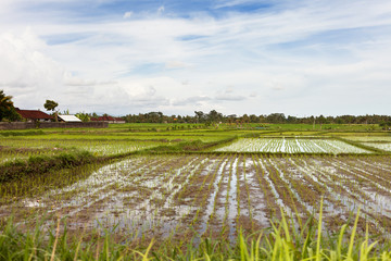 Panorama view on agricultural rice fields near Ubud. Bali, Indonesia.