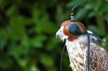 Peregrine falcon with mask