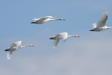 Mute Swan in the flight.