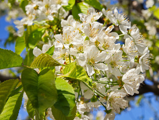 Blooming cherry/Flowers of an blooming cherry tree.