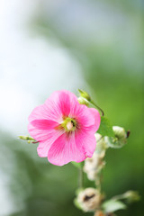Fototapeta na wymiar Pink flower in garden, close-up
