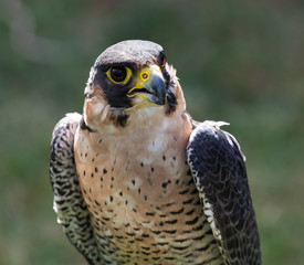 Peregrine Falcon