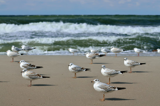 Seagulls and the surf