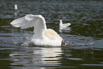 Fototapeta premium Mute Swan