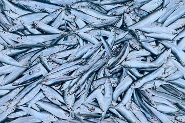 Group of dead small fish caught by fishermen in black and white photo
