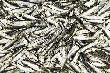 Group of dead small fish caught by fishermen in black and white photo