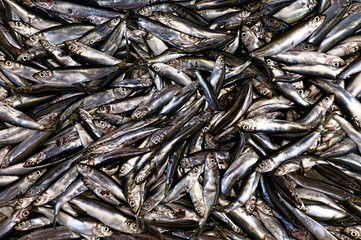 Group of dead small fish caught by fishermen