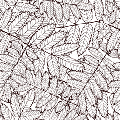 rowan leaf