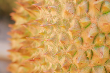 Durian shell close-up