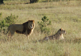 lion and lioness walk