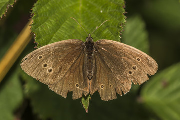 Fototapeta premium Brauner Waldvogel (Aphantopus hyperantus)