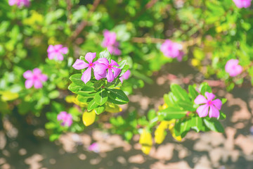 Madagascar rosy periwinkle