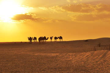 Camels on a desert