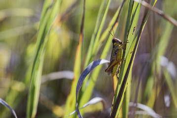 Lakin Grasshopper on Fence (Melanoplus lakinus)