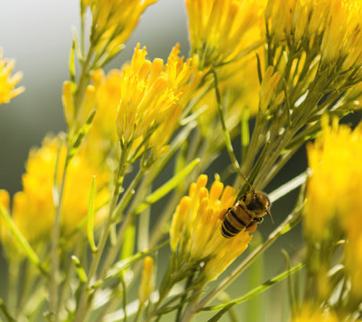 European Honeybee on Rabbitbrush