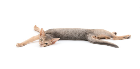 Abyssinian kitten