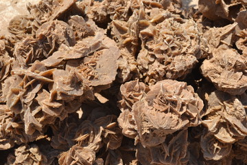 Desert rose