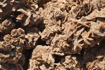 Desert rose