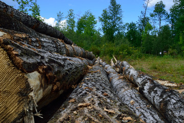 Harvested Quaking Aspen (Populus tremuloides) on Log Landing