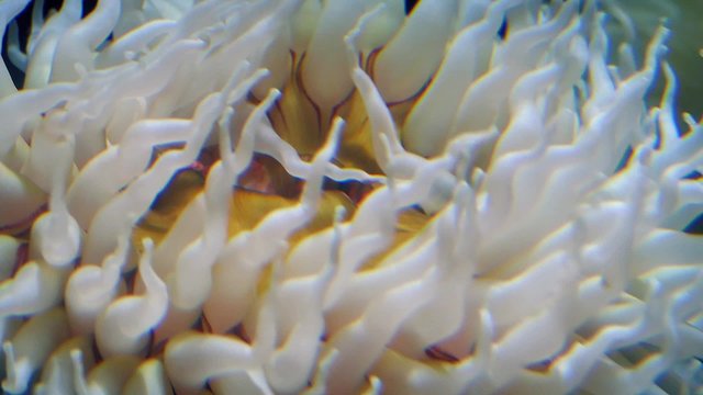 Sea Anemone Tentacles In The Current