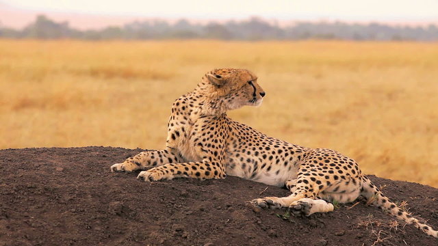 Male cheetah sitting in grass and looking for its pray in Masai Mara, Kenya
