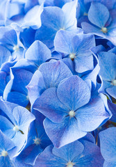 Close - up Hydrangea macrophylla summer and autumn flower