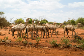 Fototapeta na wymiar Herd of Camels in Ethiopia