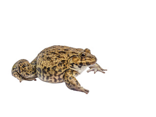 Frog isolate white background with clipping path