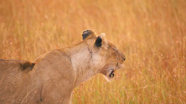 Old female lion lwith injuries ooking around in the grass in Masai Mara, Kenya
