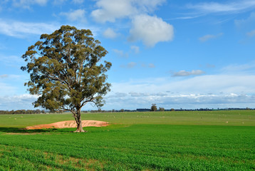 Gum tree in a paddock, on a farm in Victoria, Australia