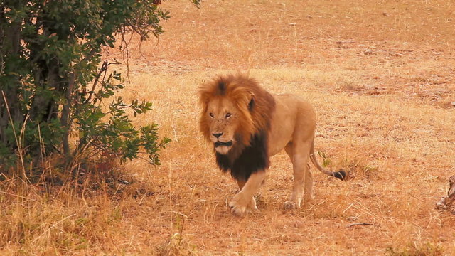 Male lion walking in Masai Mara, Kenya
