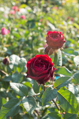 Red roses in garden background