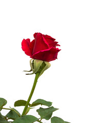 single red rose isolated with white background