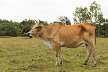 left side Brown cow cattle rural background