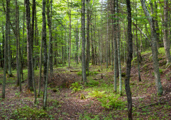 forest north america trees ecosystem environment