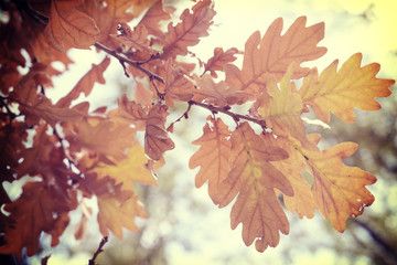 Fall foliage season background oak vintage leaf - 91103246