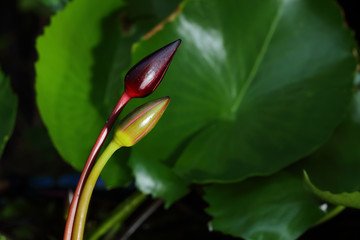 Young lotus flower in water pond, Thailand