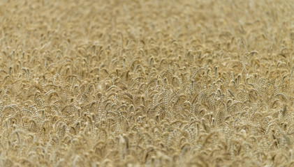Wheat Field (close-up shot)
